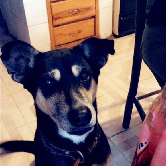 Meet your Posher, Sonia - Picture 1 of 1